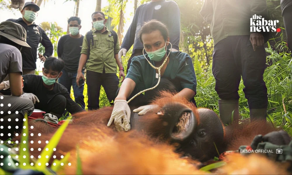 Orangutan relocated in North Kayong to prevent human-wildlife conflict