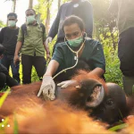 Orangutan relocated in North Kayong to prevent human-wildlife conflict