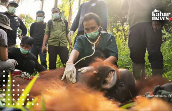Orangutan relocated in North Kayong to prevent human-wildlife conflict