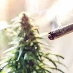 Study: Links weed and tobacco use to brain structure changes