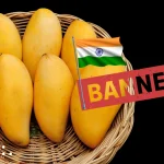 Japan halts Indian mango imports for 2026 after inspection findings