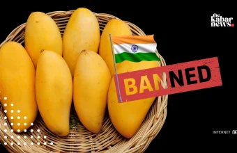 Japan halts Indian mango imports for 2026 after inspection findings