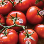 Rising tomato prices become symbol of America’s growing cost-of-living crisis