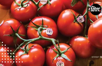 Rising tomato prices become symbol of America’s growing cost-of-living crisis