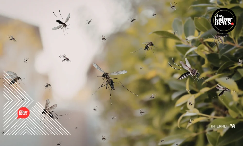 Millions of lab-grown mosquitoes could soon be released in Florida and California