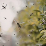 Millions of lab-grown mosquitoes could soon be released in Florida and California