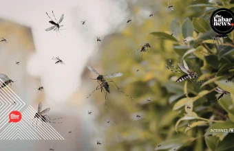 Millions of lab-grown mosquitoes could soon be released in Florida and California