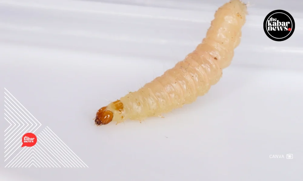 USDA confirms new world screwworm case in Texas, threatening U.S. livestock