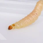 USDA confirms new world screwworm case in Texas, threatening U.S. livestock