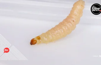 USDA confirms new world screwworm case in Texas, threatening U.S. livestock