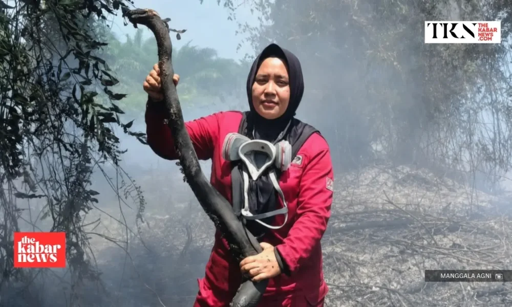 Ketapang wildfires kill pangolins and threaten wildlife | The Kabar News