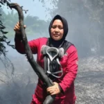 Ketapang wildfires kill pangolins and threaten wildlife | The Kabar News