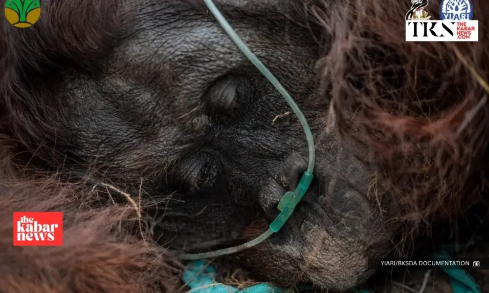 Rescuers evacuate weak orangutan from Ketapang haze | The Kabar News