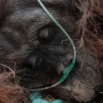 Rescuers evacuate weak orangutan from Ketapang haze | The Kabar News