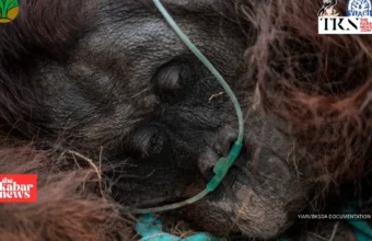 Rescuers evacuate weak orangutan from Ketapang haze | The Kabar News