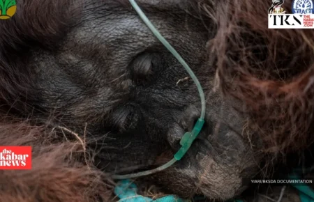 Rescuers evacuate weak orangutan from Ketapang haze | The Kabar News
