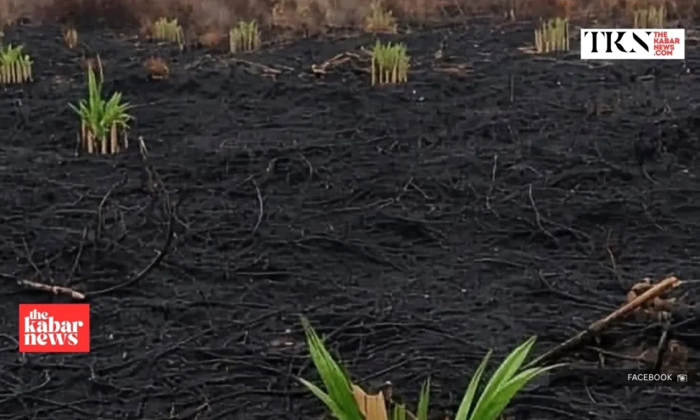 WALHI urges action on fires in West Kalimantan concessions | The Kabar News