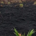 WALHI urges action on fires in West Kalimantan concessions | The Kabar News