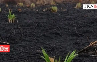 WALHI urges action on fires in West Kalimantan concessions | The Kabar News