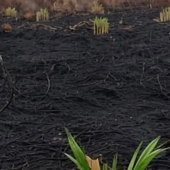 WALHI urges action on fires in West Kalimantan concessions | The Kabar News