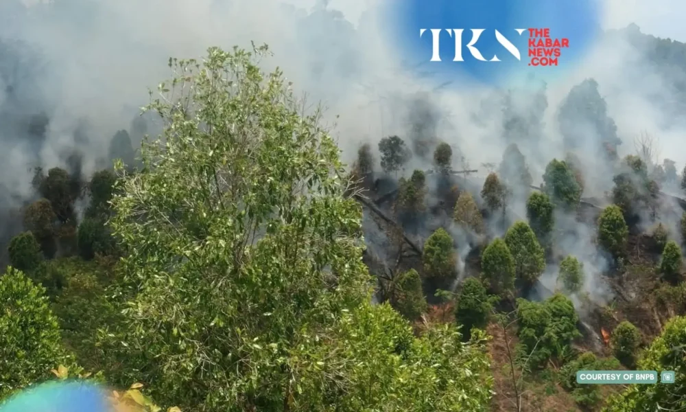 Walhi urges real powers for Prabowo’s peatland body | The Kabar News
