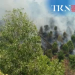 Walhi urges real powers for Prabowo’s peatland body | The Kabar News