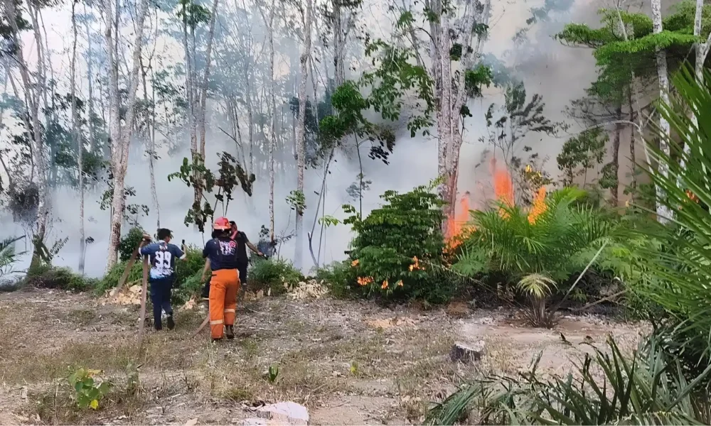 BNPB steps up firefighting across six provinces | The Kabar News