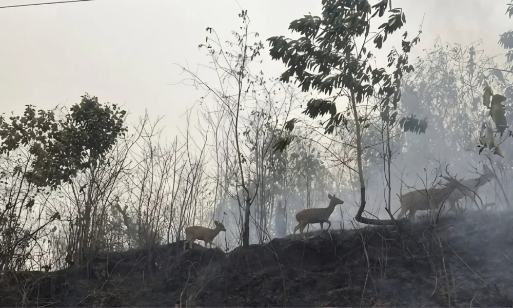 Indonesia expands weather operations against wildfire haze