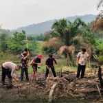 Kembayan police plant hybrid corn on 1.9 hectares | The Kabar News