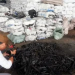 Kubu Raya Mangrove charcoal trade draws scrutiny | The Kabar News